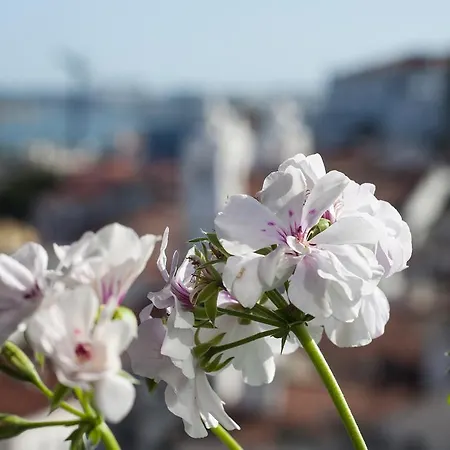 Alfama - St Estevão Viewpoint | Cheese&wine * Lissabon